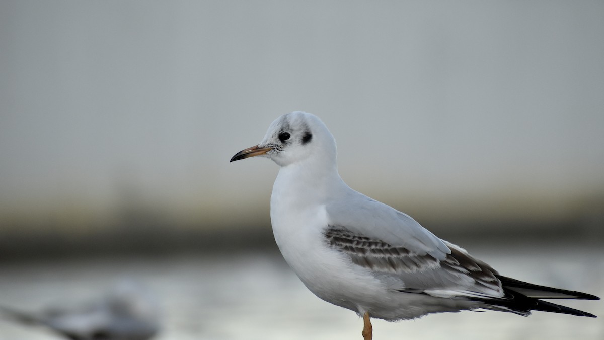 Black-headed Gull - ML643777966
