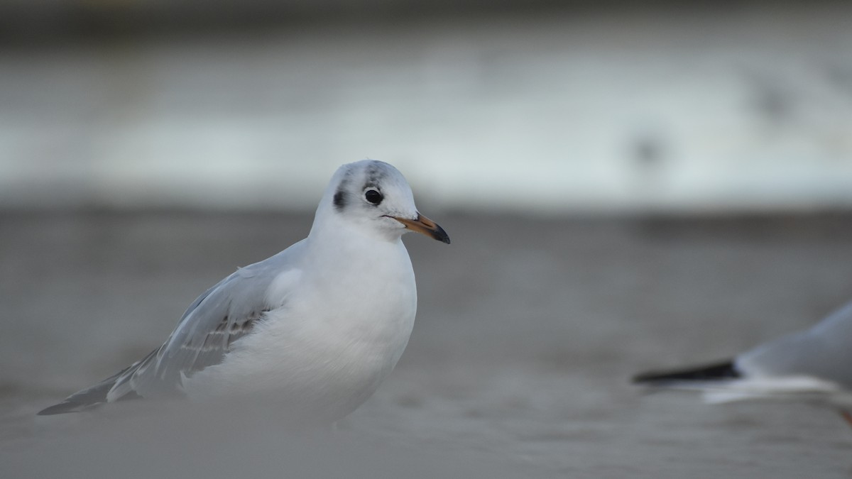Black-headed Gull - ML643777967