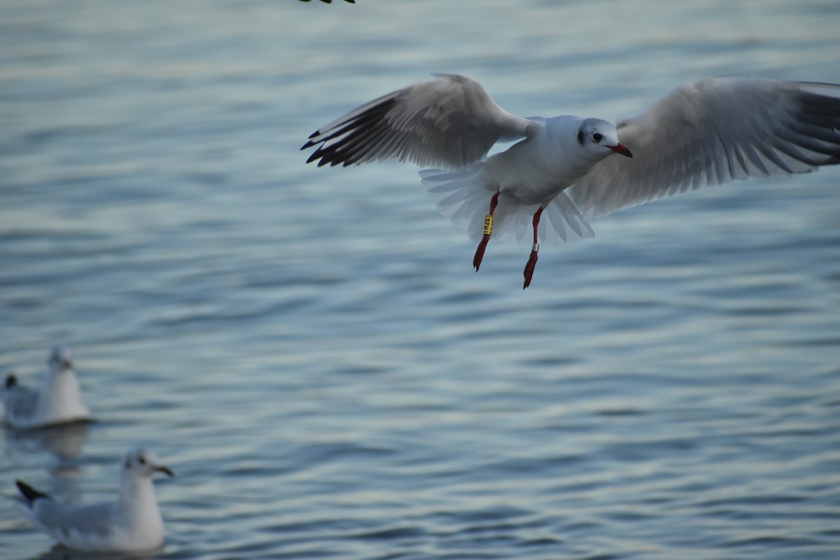 Black-headed Gull - ML643777968