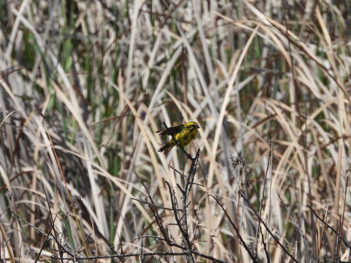 Sarı İskete - ML643777974