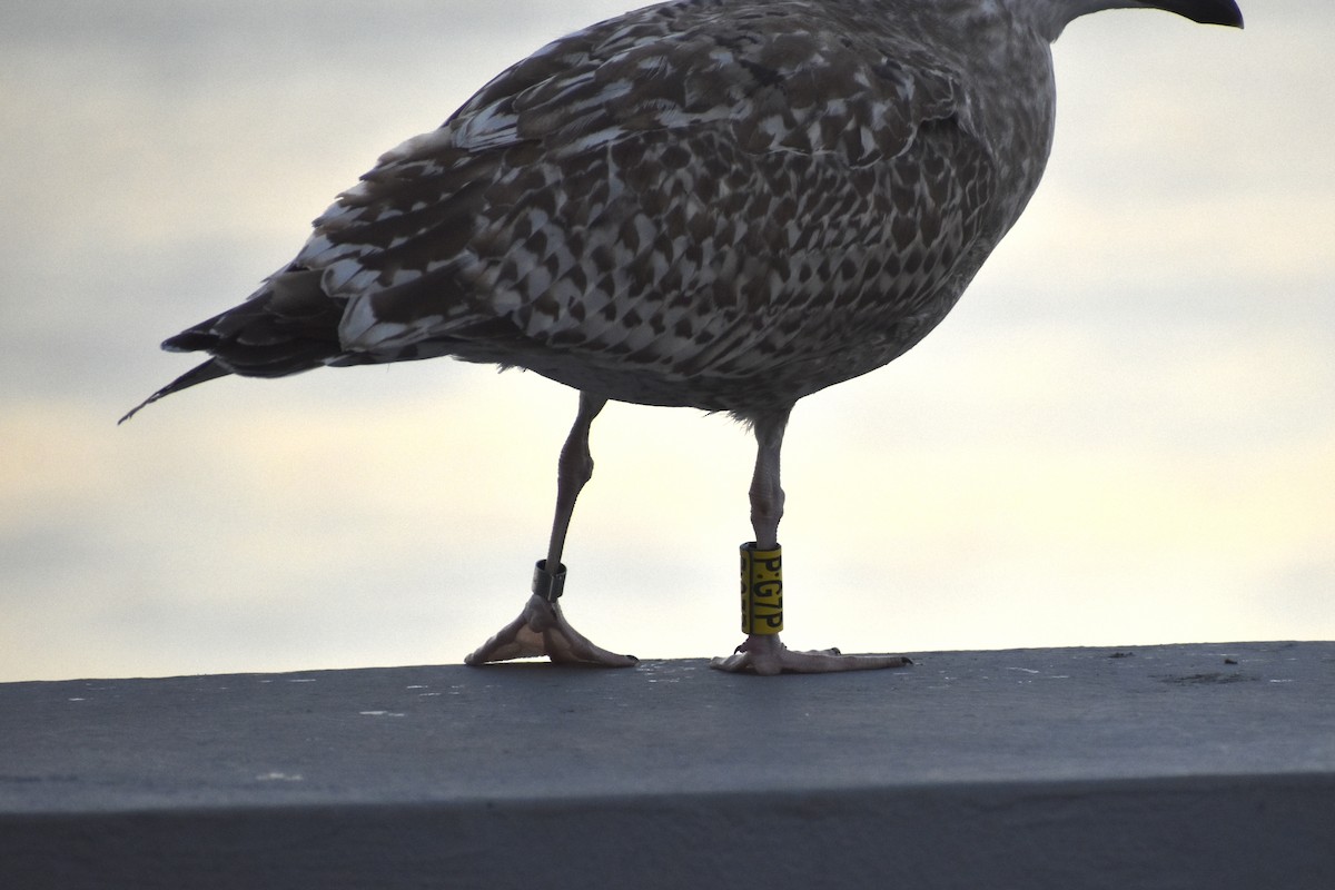 European Herring Gull - ML643777976