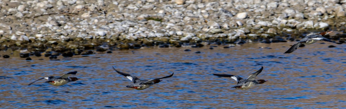 Хумхин бохио - ML643777990