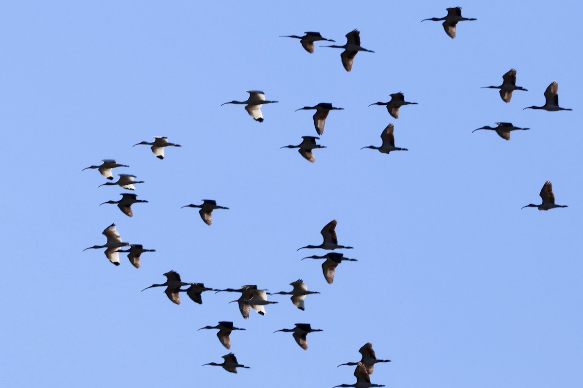 White Ibis - ML643777991