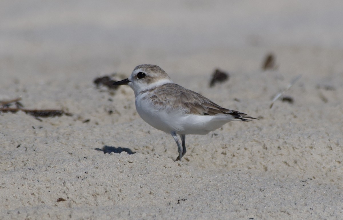Snowy Plover - ML643777992