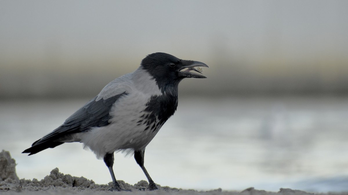 Hooded Crow - ML643777994