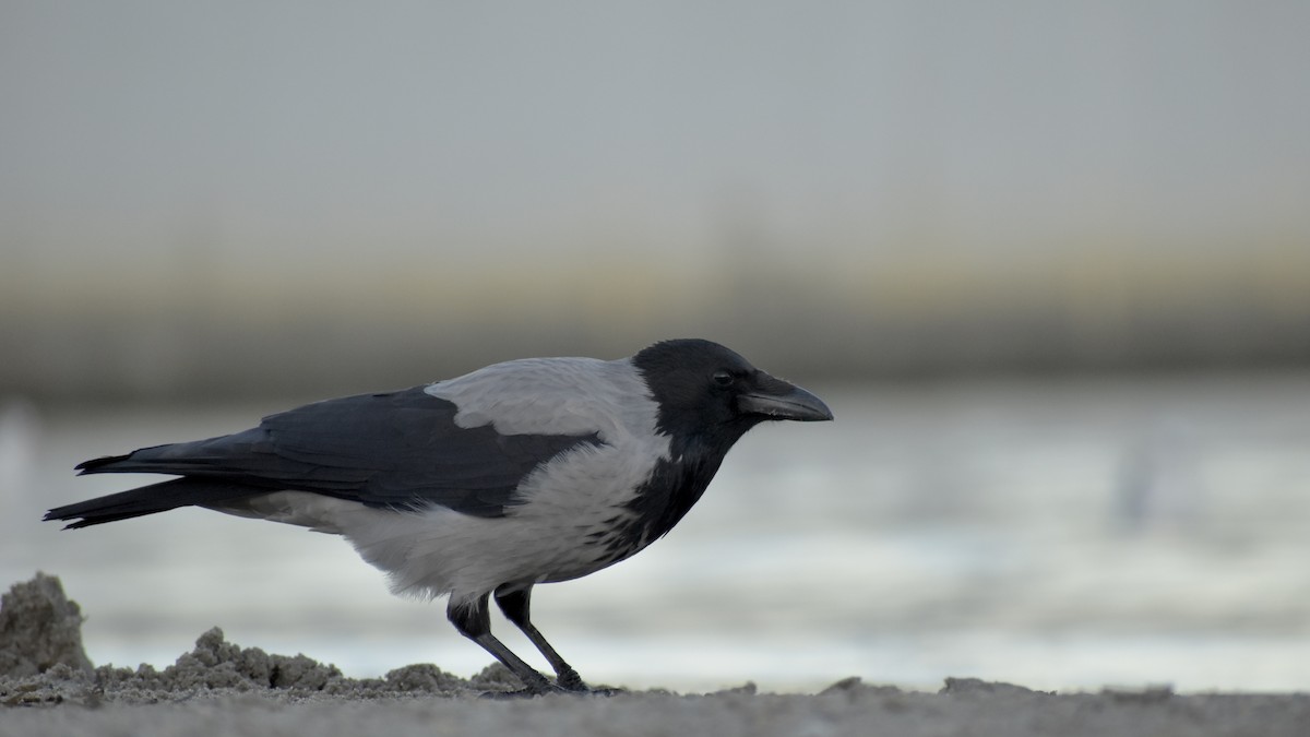 Hooded Crow - ML643777995