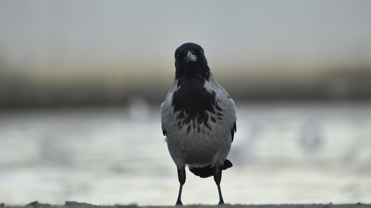 Hooded Crow - ML643777996