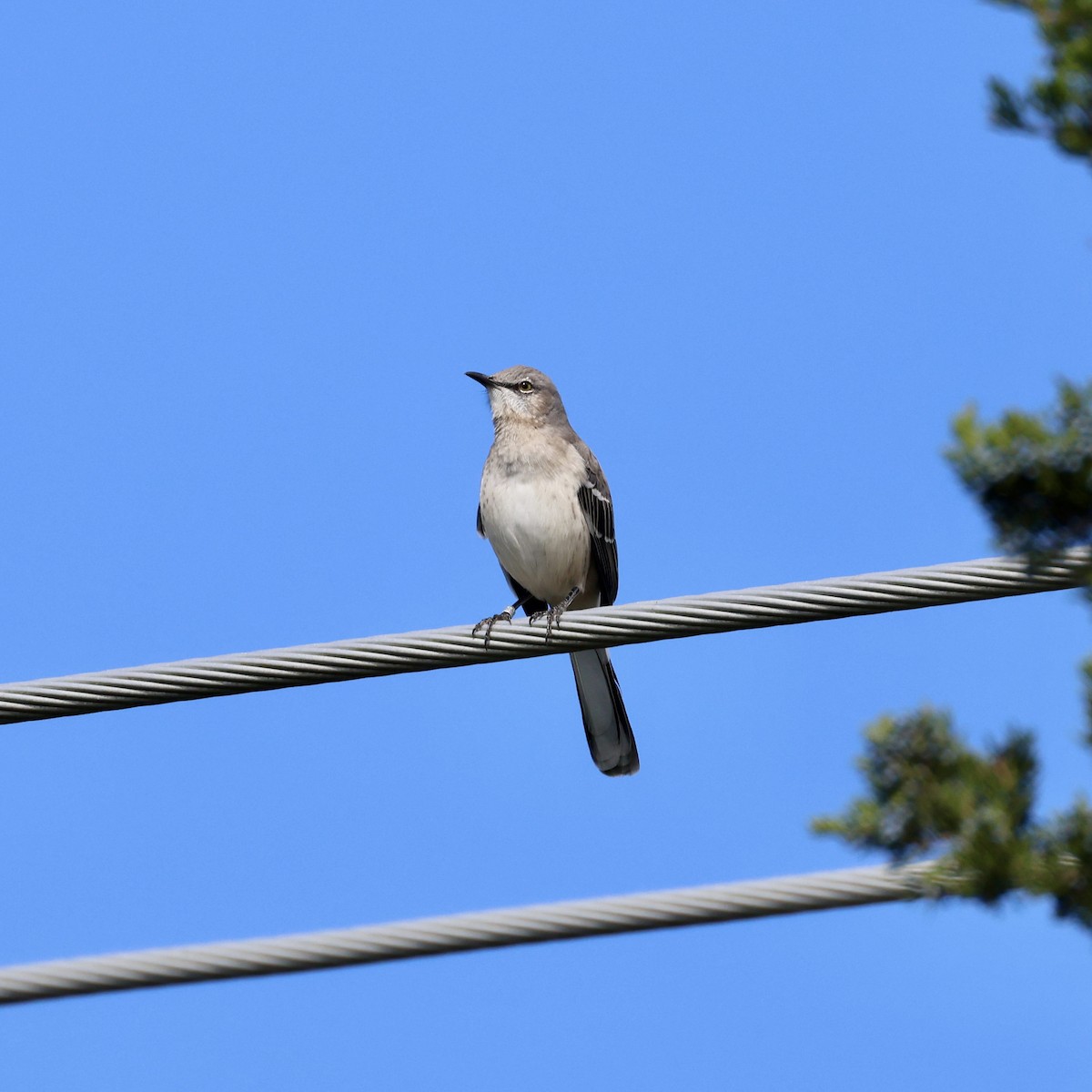 Northern Mockingbird - ML643778003