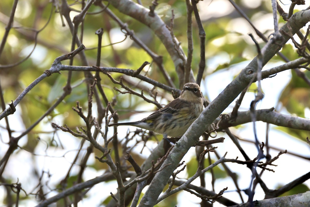 Yellow-rumped Warbler - ML643778017