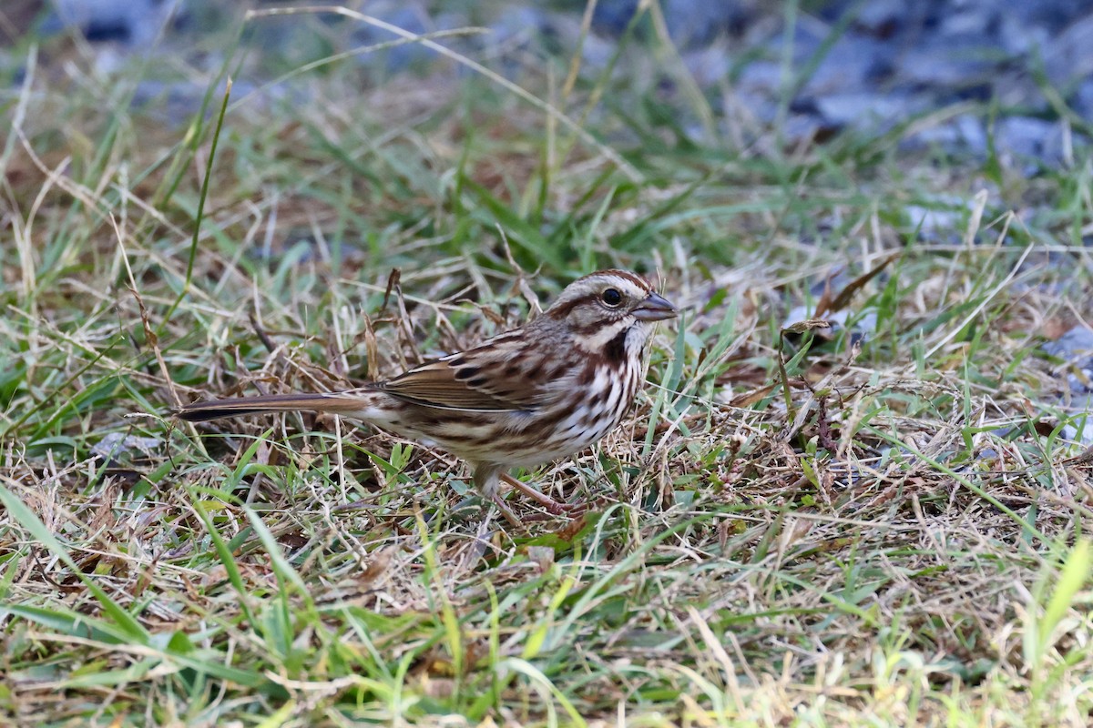 Song Sparrow - ML643778026