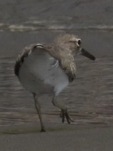 Drosseluferläufer - ML643778029