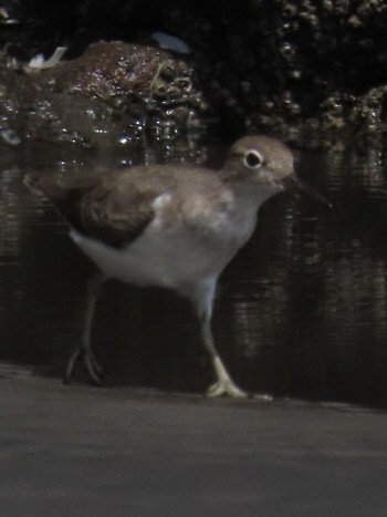 Drosseluferläufer - ML643778031