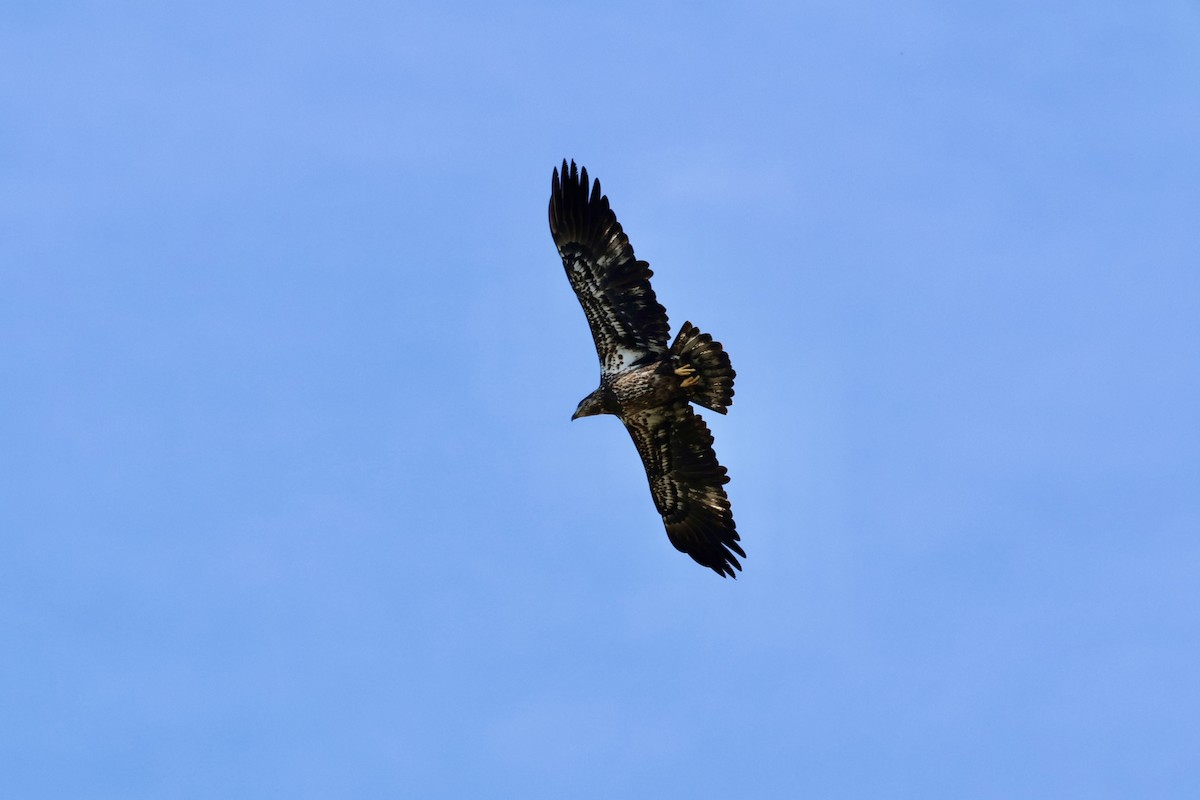 Bald Eagle - ML643778033