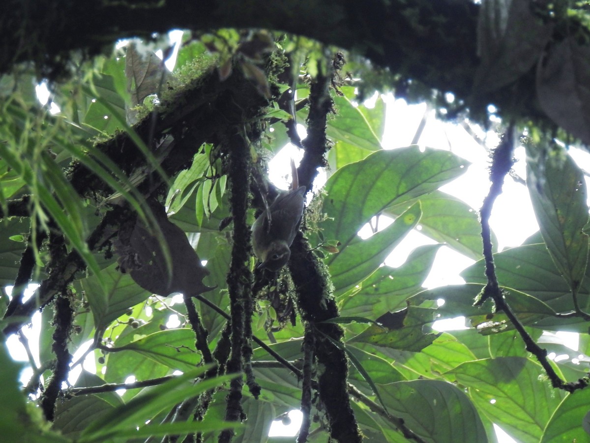 Rufous-tailed Foliage-gleaner - ML643778045