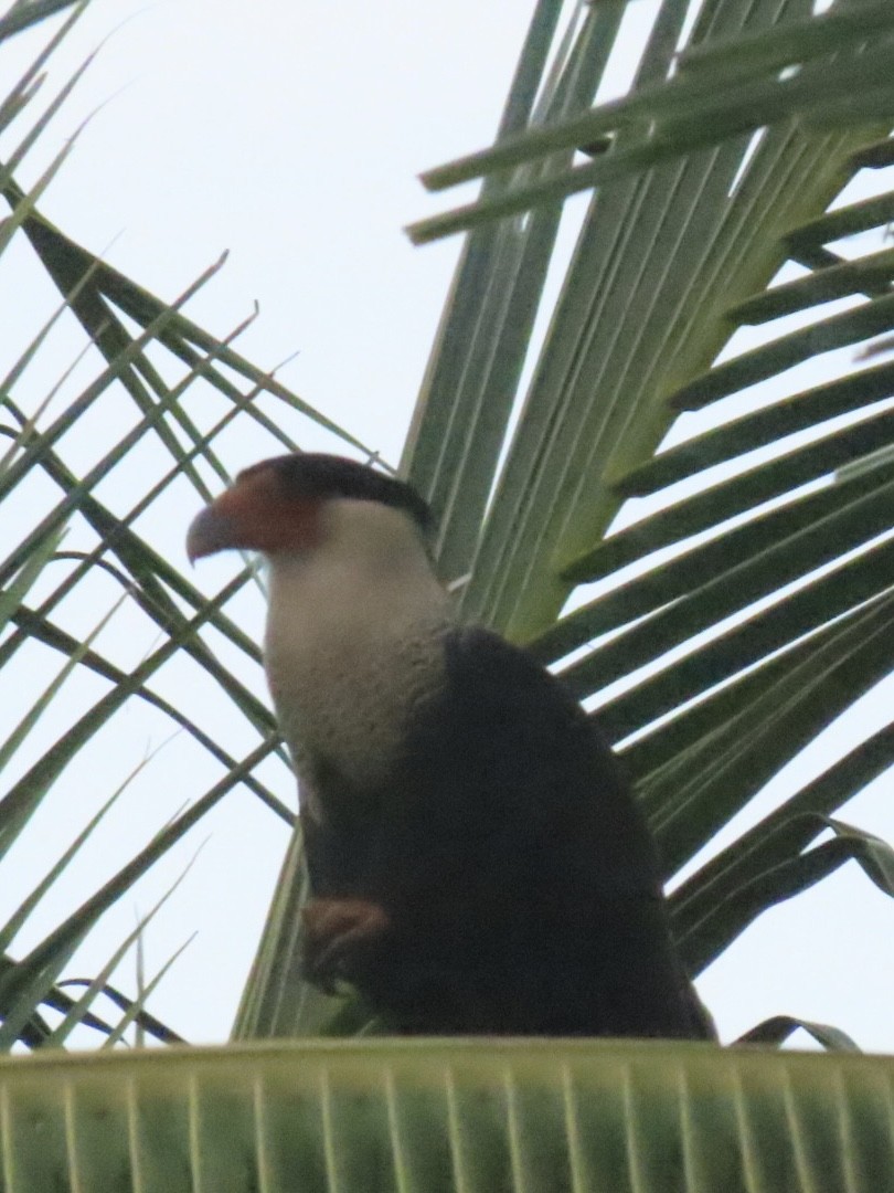 Crested Caracara - ML643778065