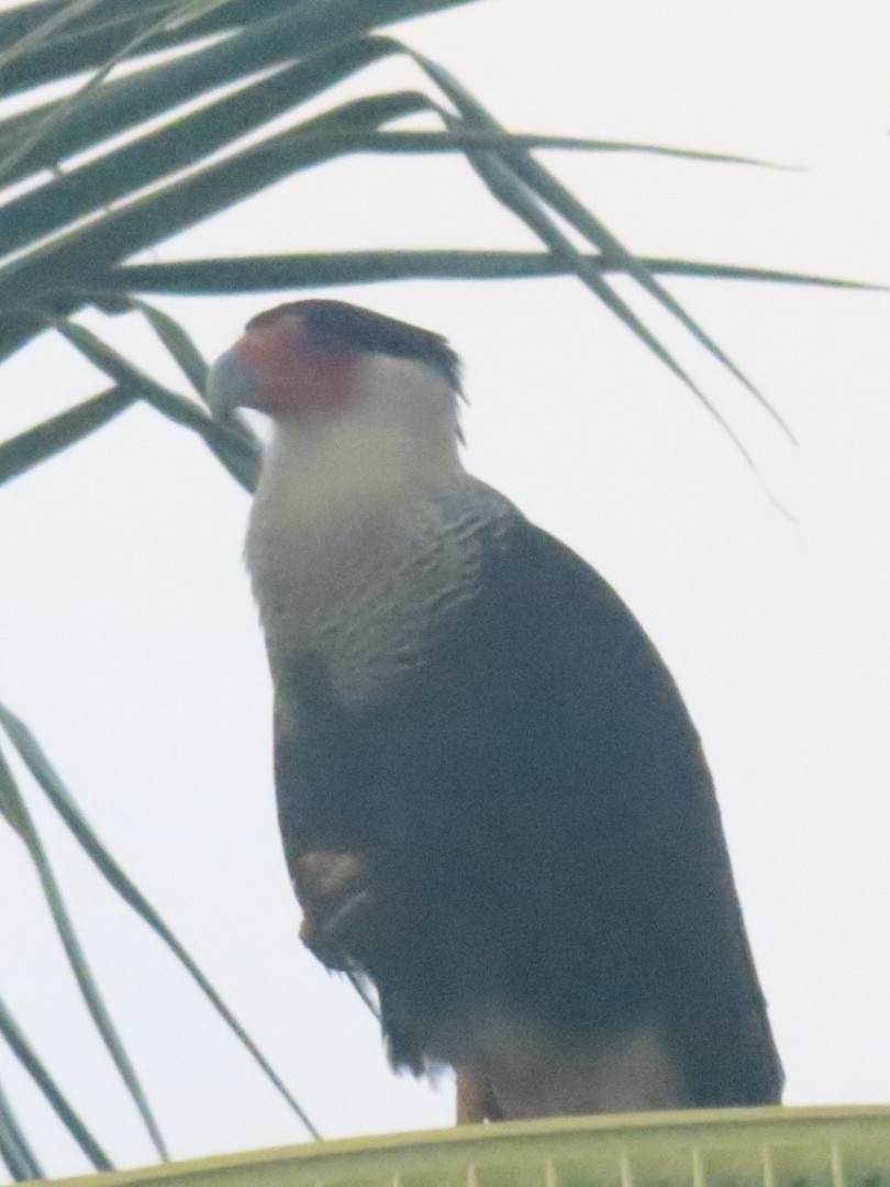 Crested Caracara - ML643778066