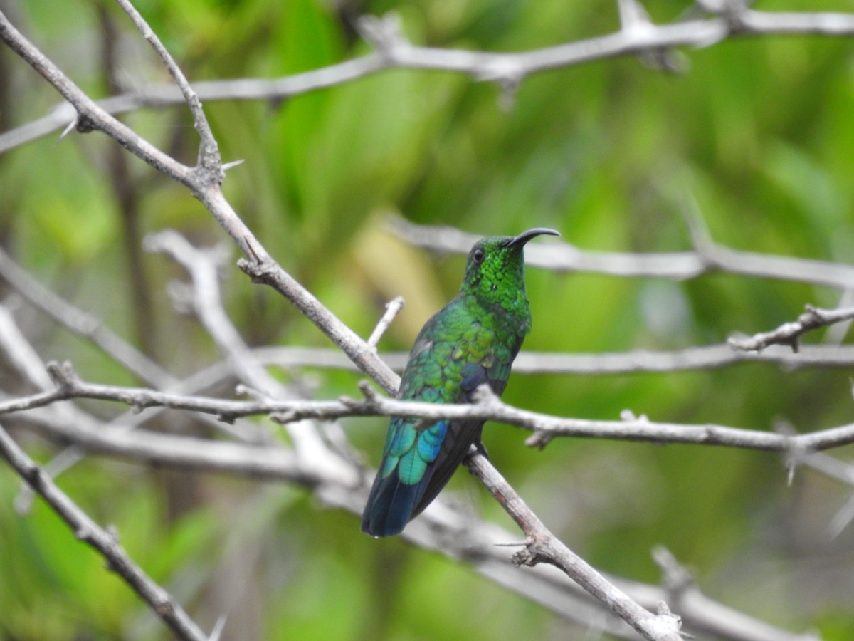 Green-throated Carib - ML643778088