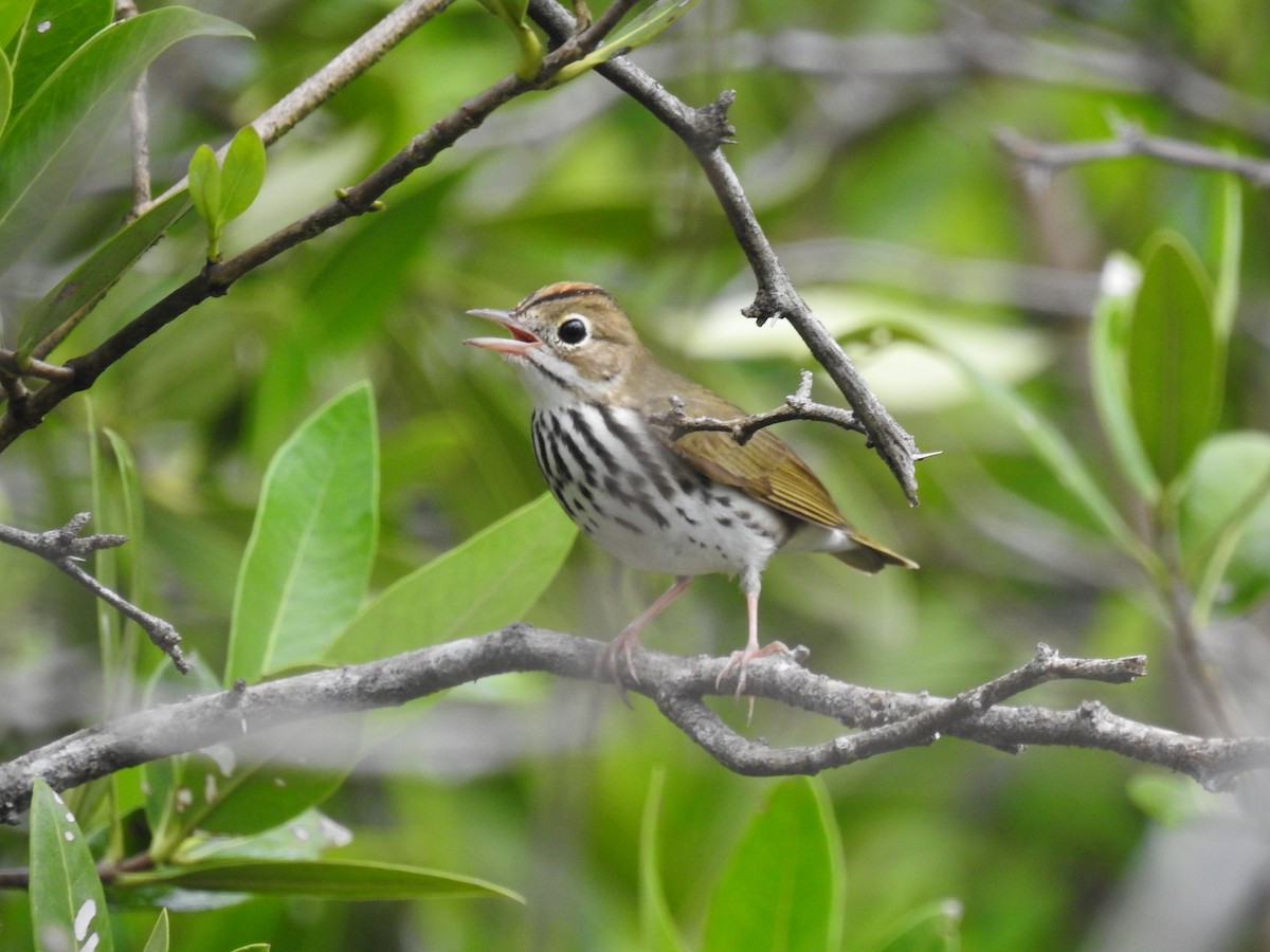 Ovenbird - ML643778100