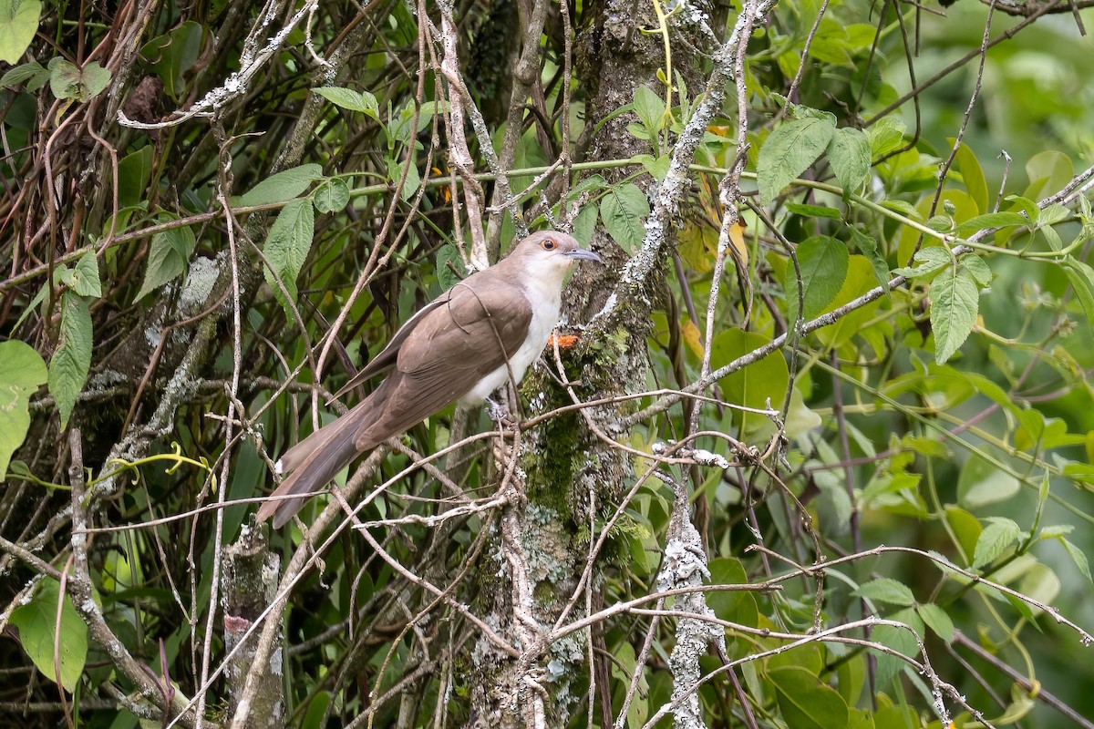 קוקיה שחורת-מקור - ML643778103