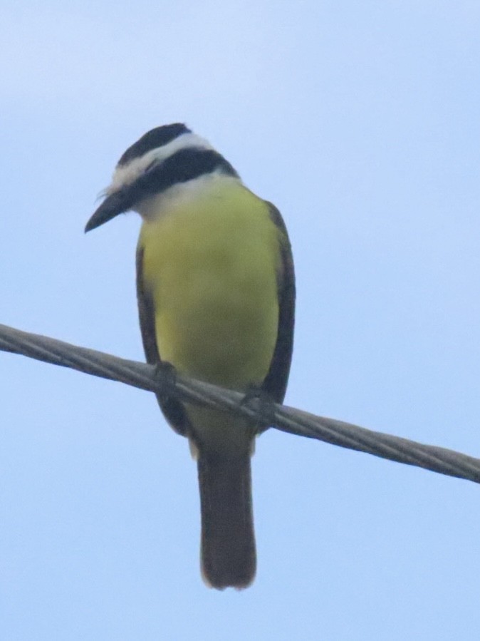 Great Kiskadee - ML643778116