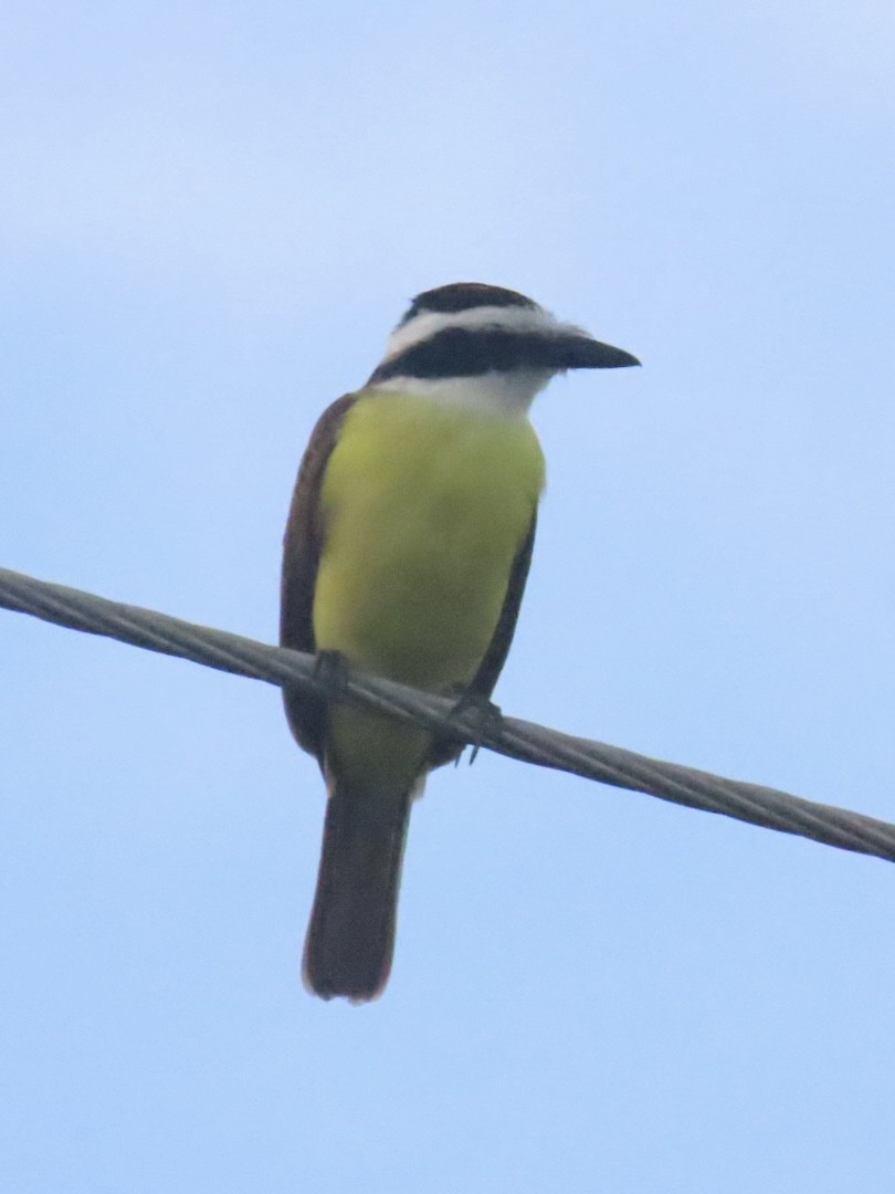 Great Kiskadee - ML643778117