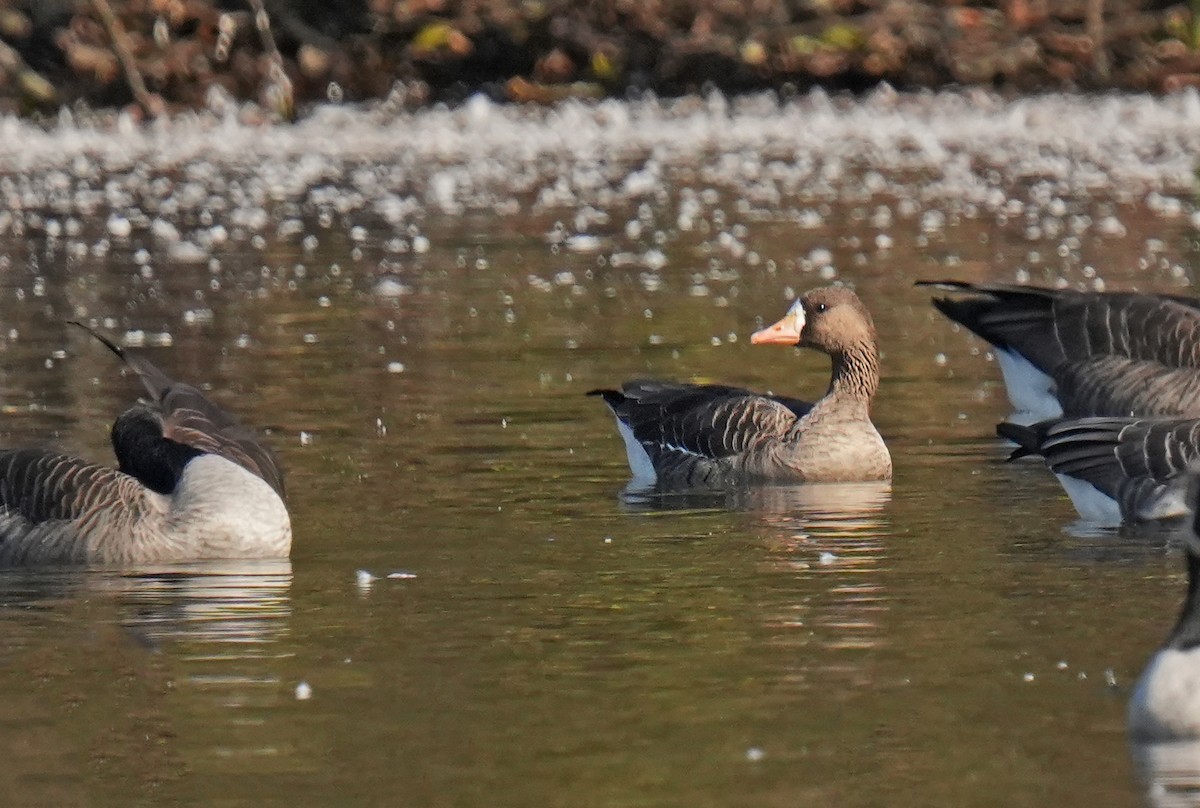 Greater White-fronted Goose - ML643778158