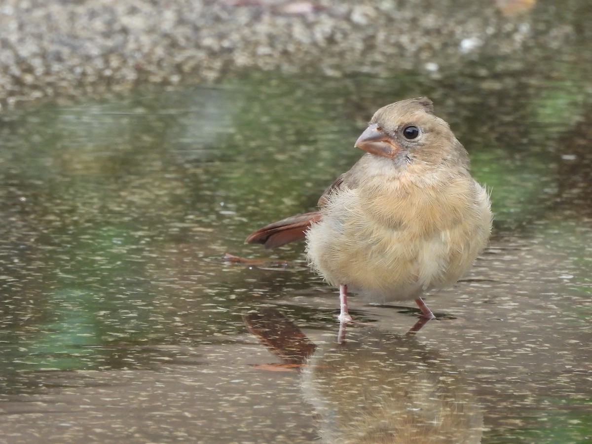 Northern Cardinal - ML643778188