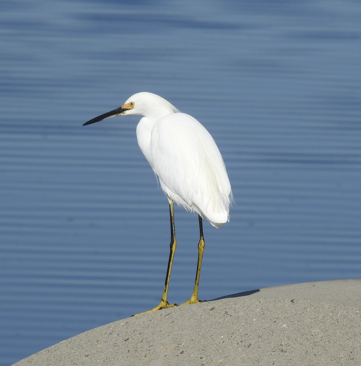 Snowy Egret - ML643778190