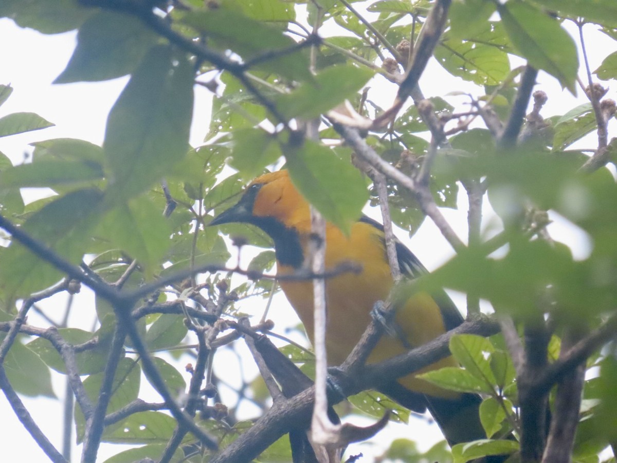 Altamira Oriole - ML643778192