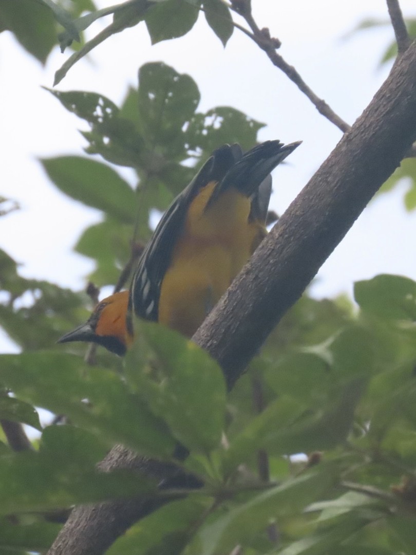 Altamira Oriole - ML643778193