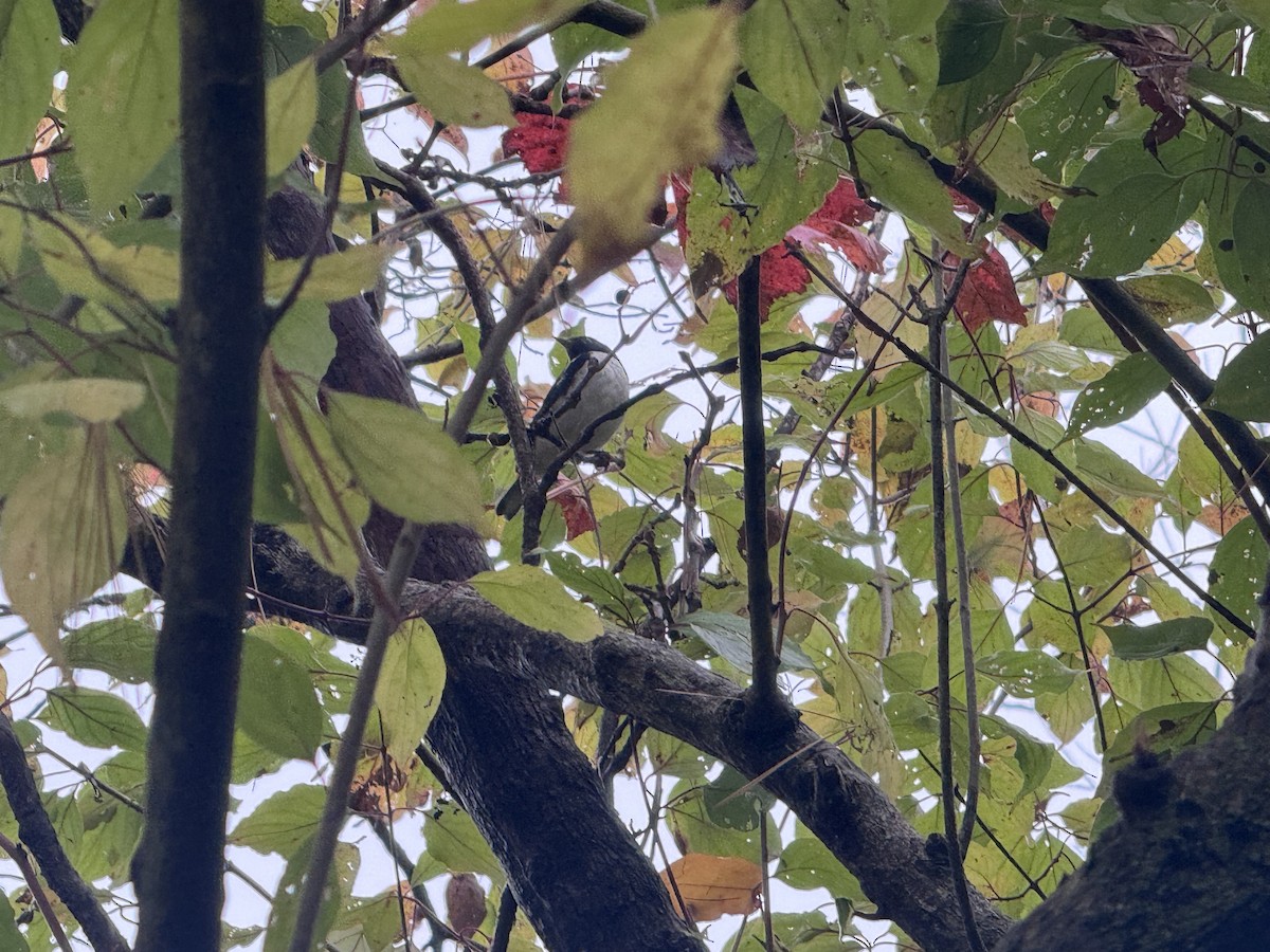 Black-throated Blue Warbler - ML643778225