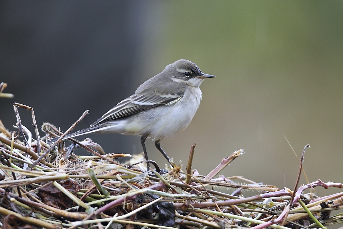 Gray Wagtail - ML643778227