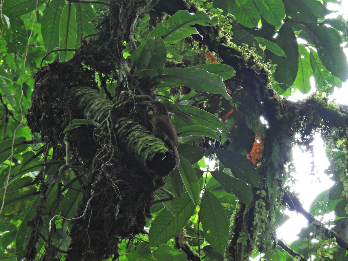 Strong-billed Woodcreeper - ML643778229