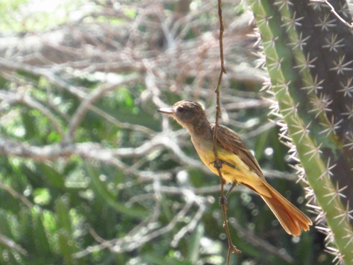 Brown-crested Flycatcher - ML643778233