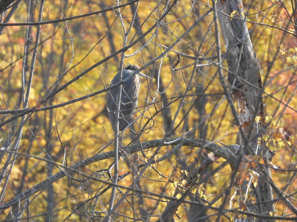 Great Blue Heron - ML643778236