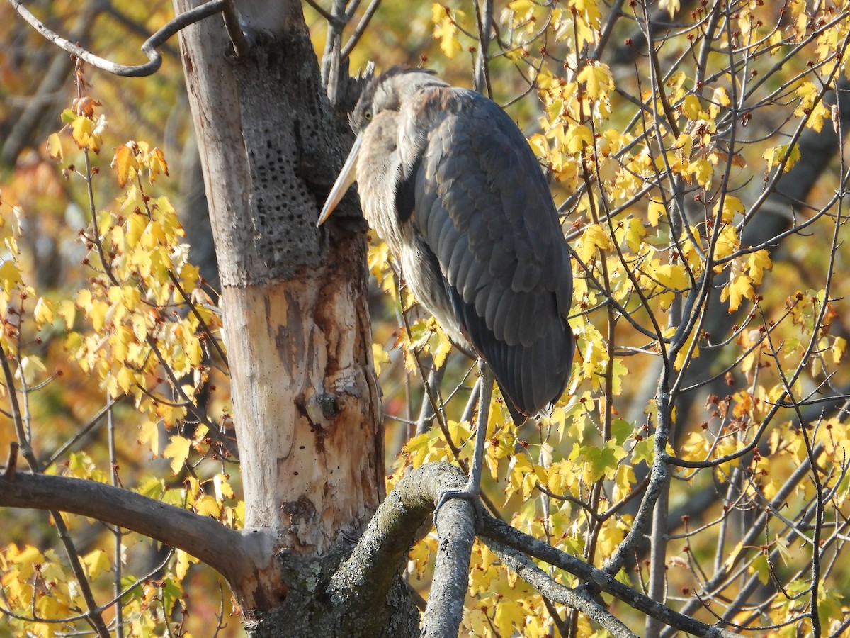 Great Blue Heron - ML643778237