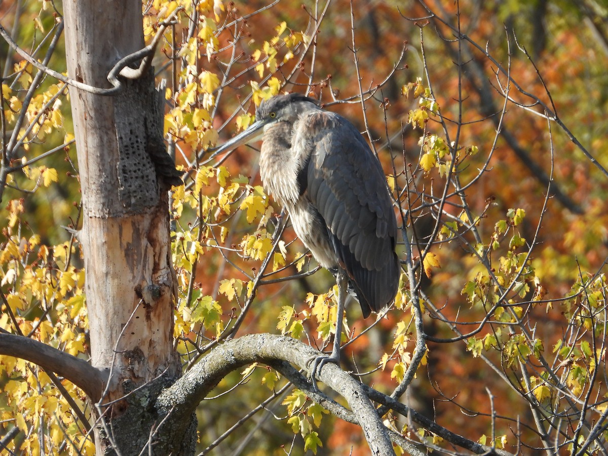 Great Blue Heron - ML643778238