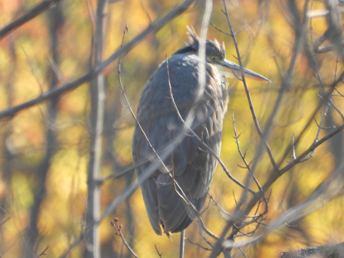 Great Blue Heron - ML643778239