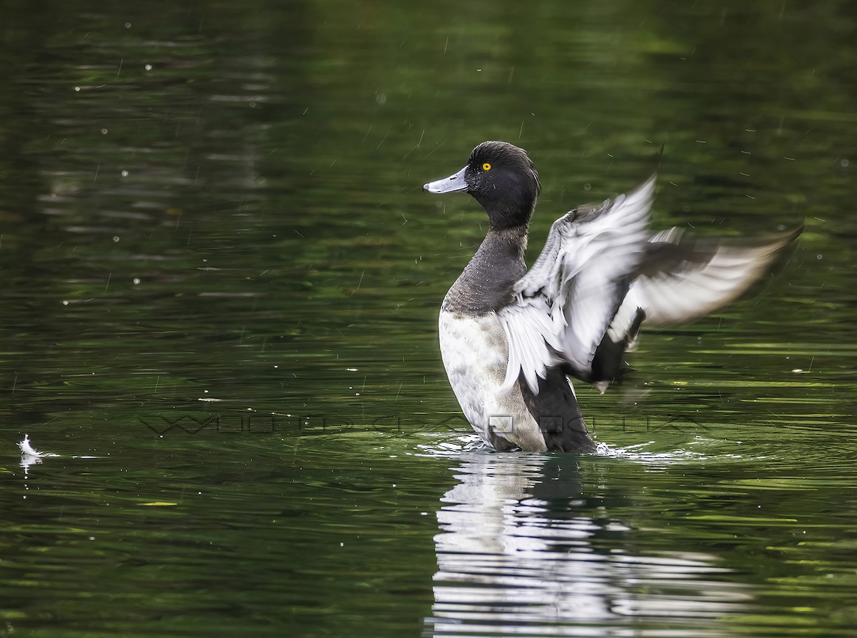 polák chocholačka - ML643778246