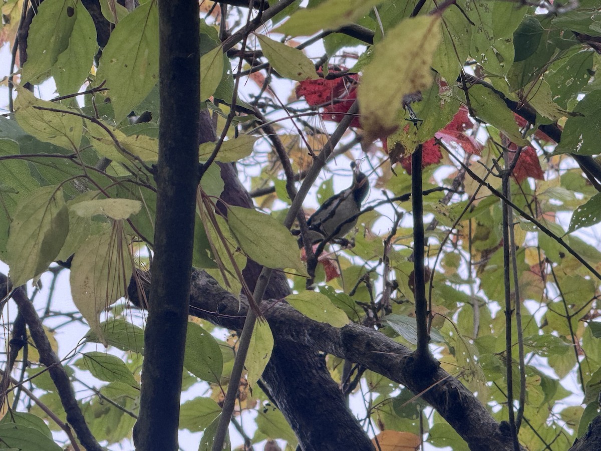 Black-throated Blue Warbler - ML643778250