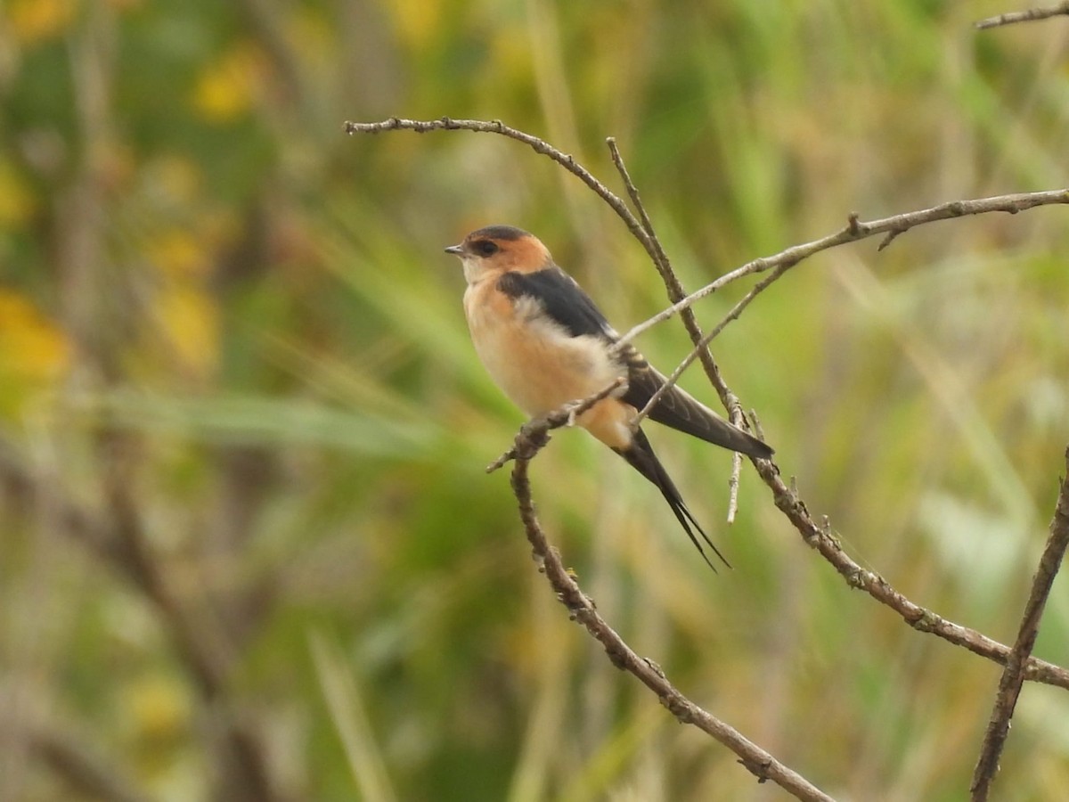 European Red-rumped Swallow - ML643778259