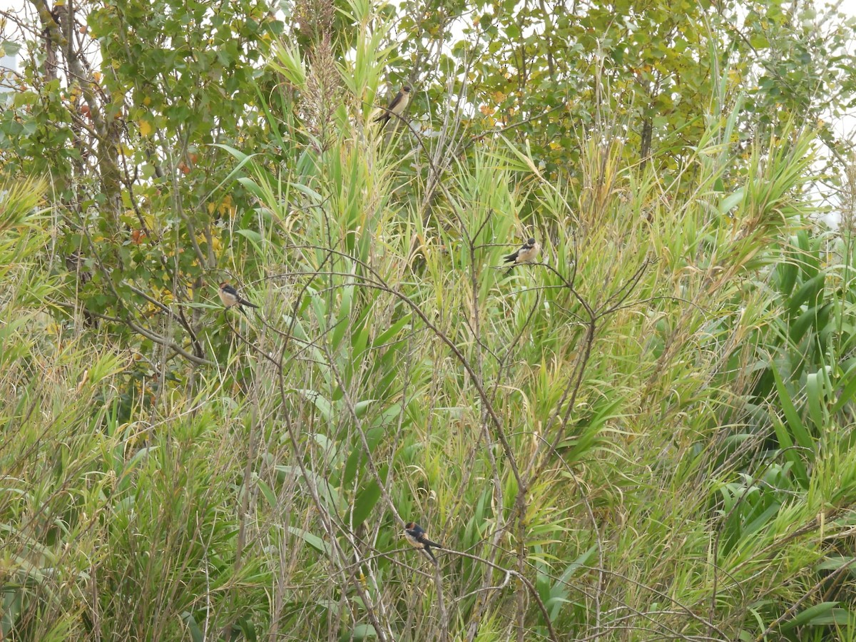 European Red-rumped Swallow - ML643778261