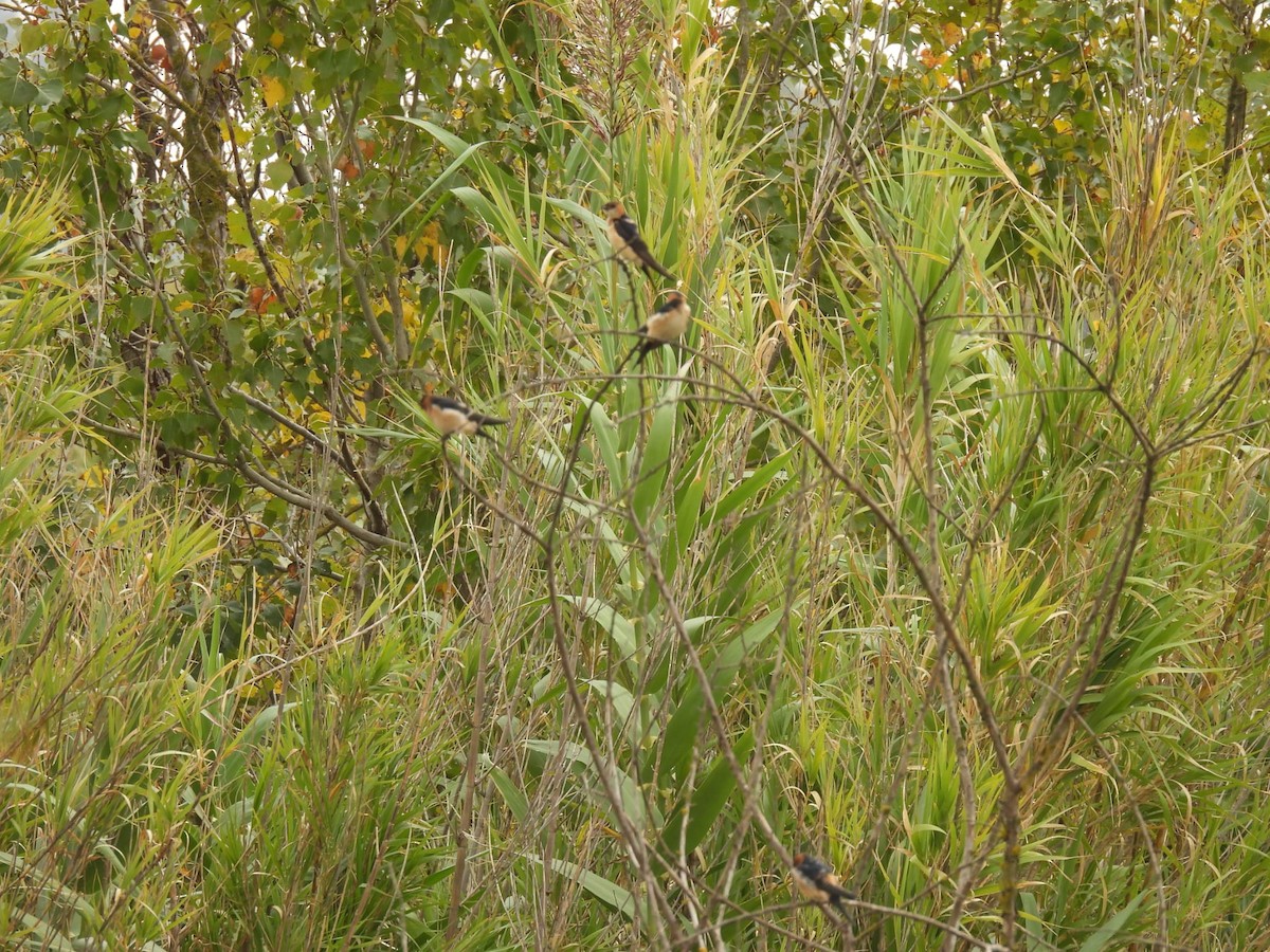 European Red-rumped Swallow - ML643778262