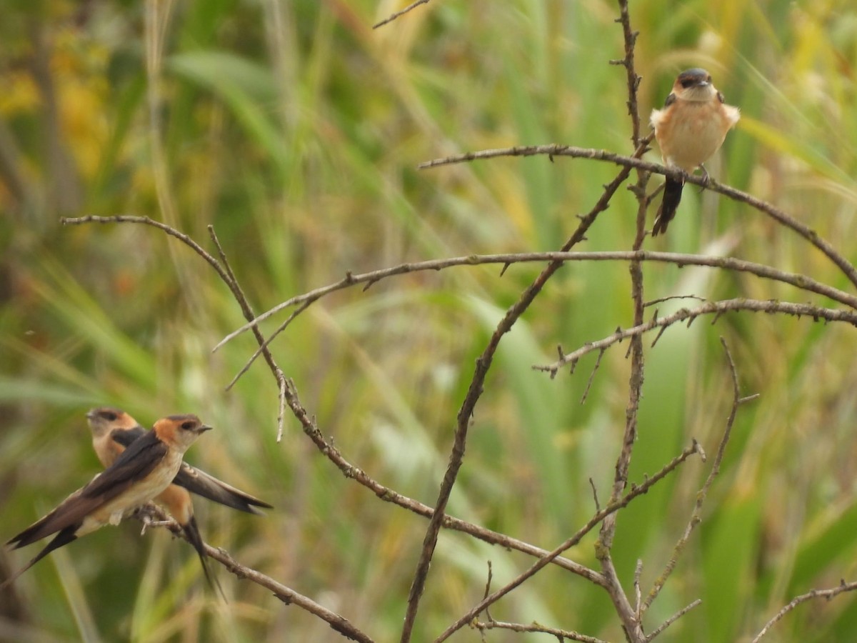 European Red-rumped Swallow - ML643778263