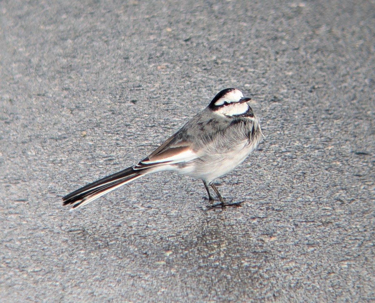 White Wagtail (Black-backed) - ML643778279