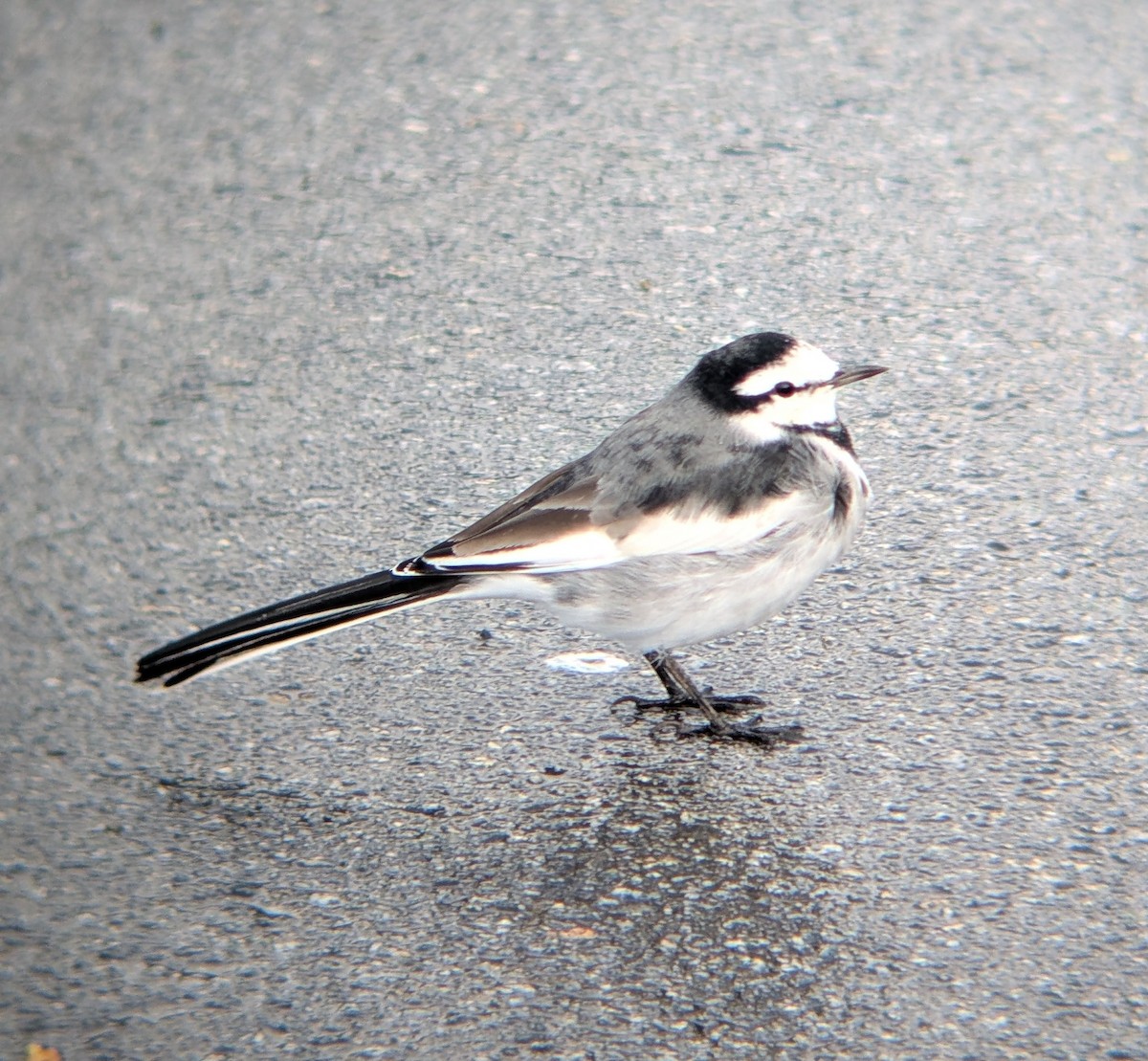 White Wagtail (Black-backed) - ML643778280