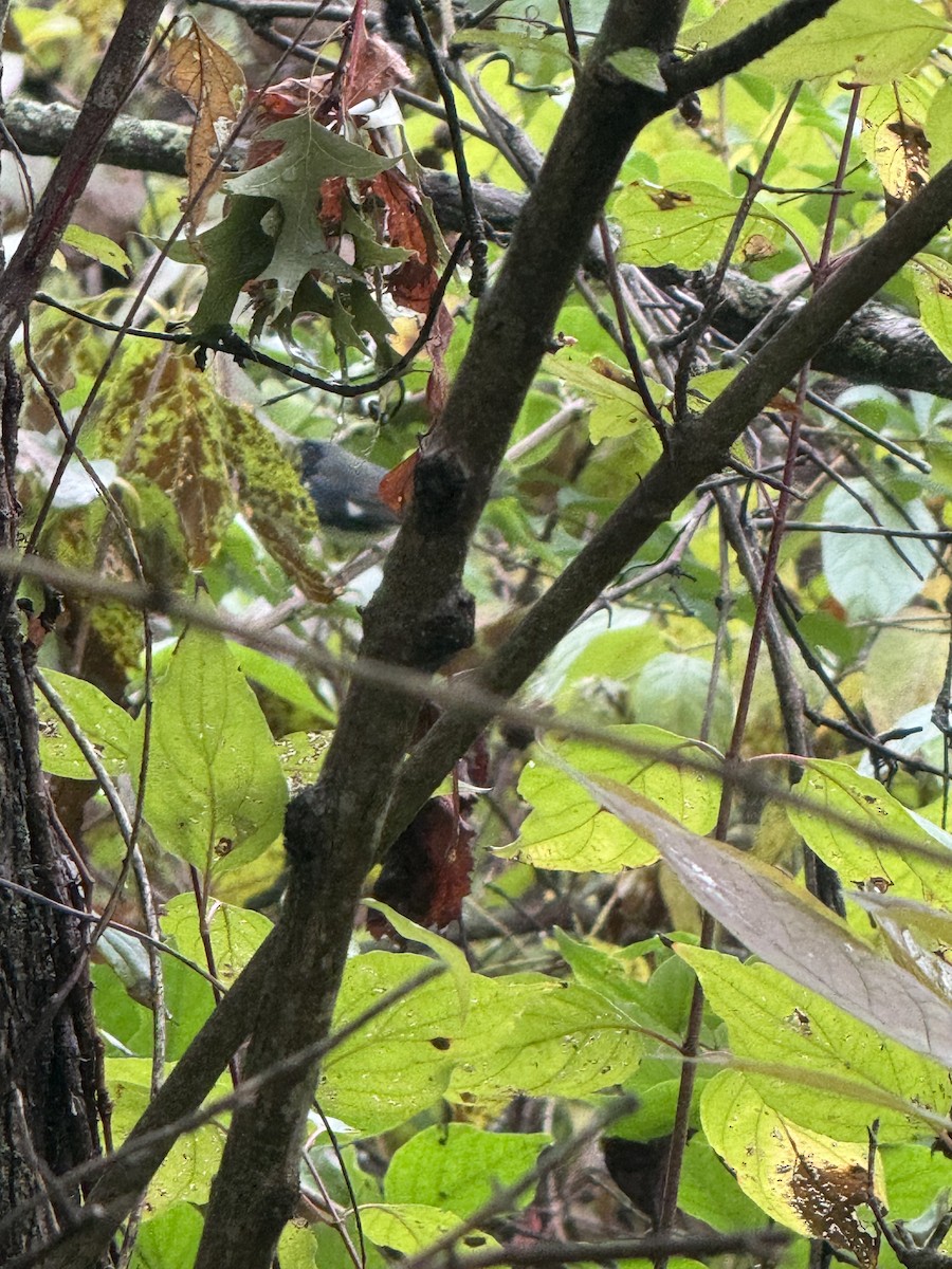 Black-throated Blue Warbler - ML643778292