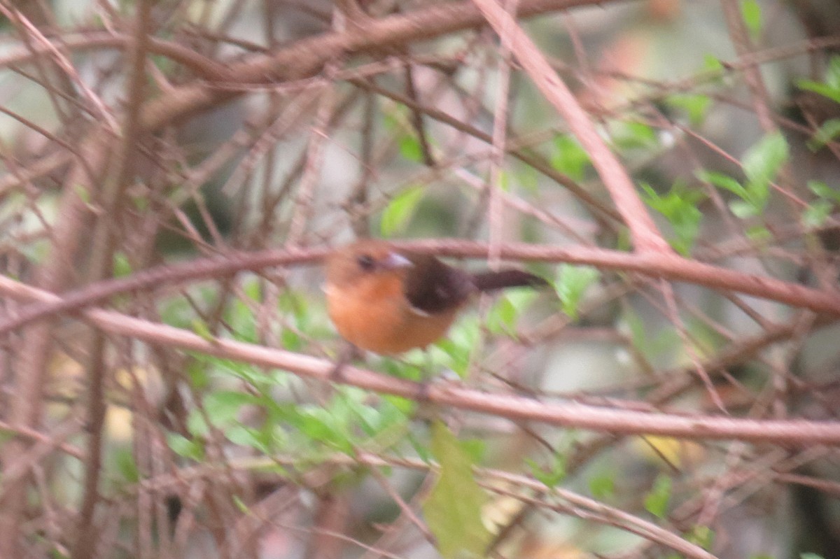 ヒゲフウキンチョウ - ML643778301