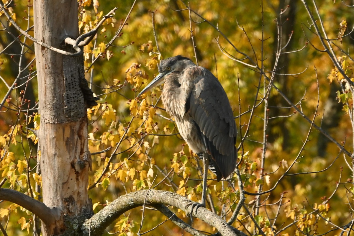 Great Blue Heron - ML643778357