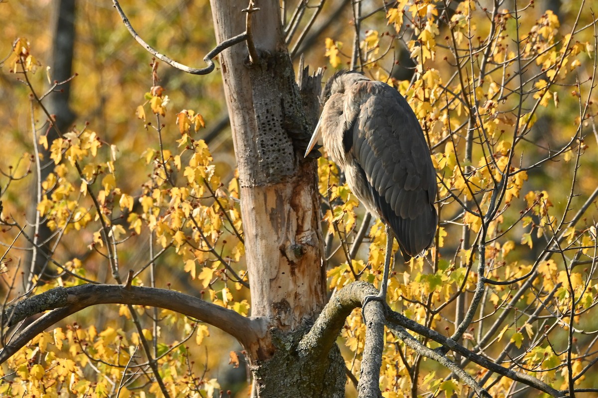 Great Blue Heron - ML643778358